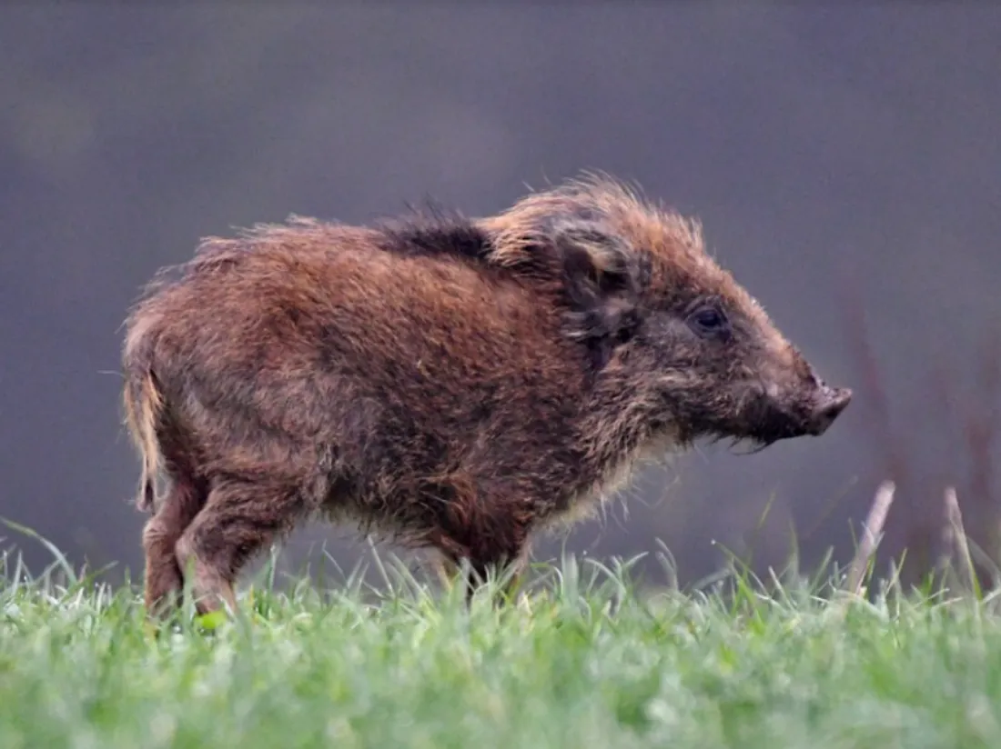 Le sanglier était pourchassé par des chasseurs